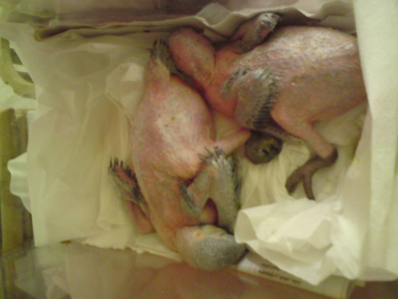 Young hand reared macaw in kuwait zoo