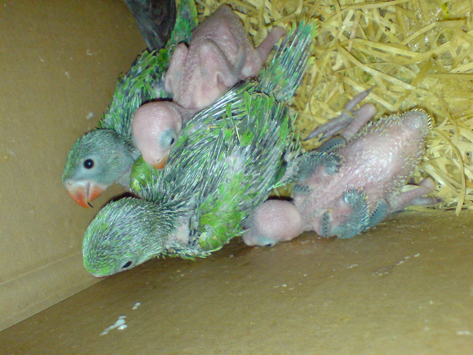 Young hand reared rose ringed parakeet in kuwait zoo