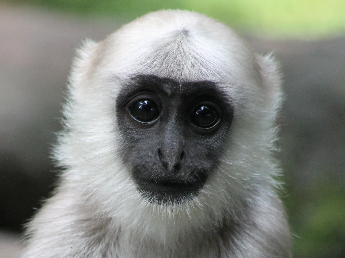 Young Hanuman langur
