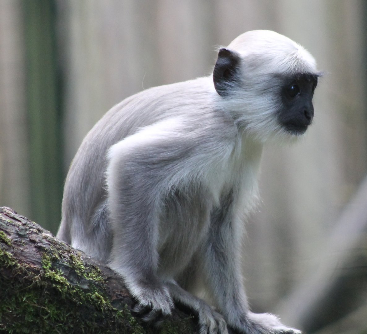 Young Hanuman langur
