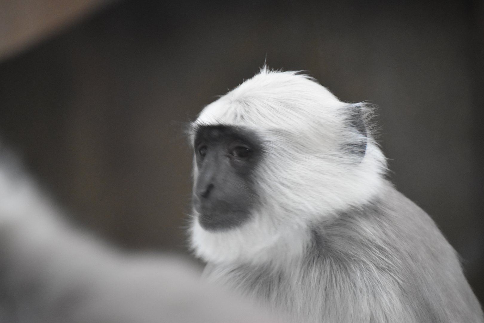 Young Hanuman langur