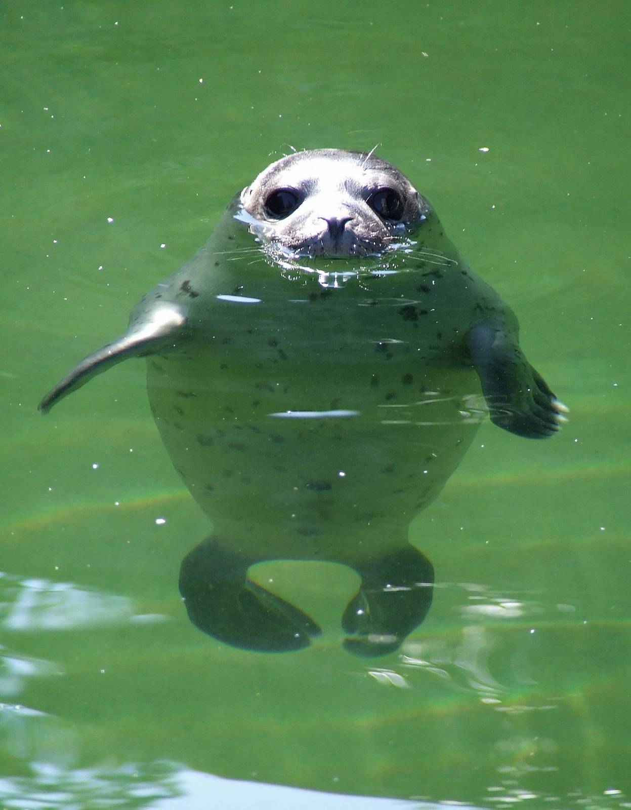 Young Harbour Seal
