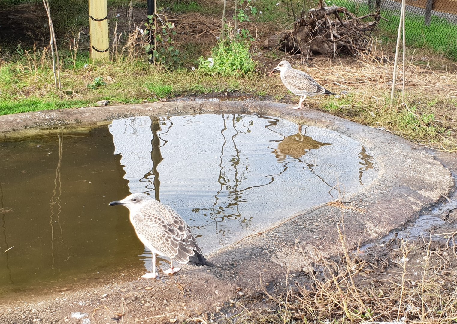 Young ( herring ? ) gulls