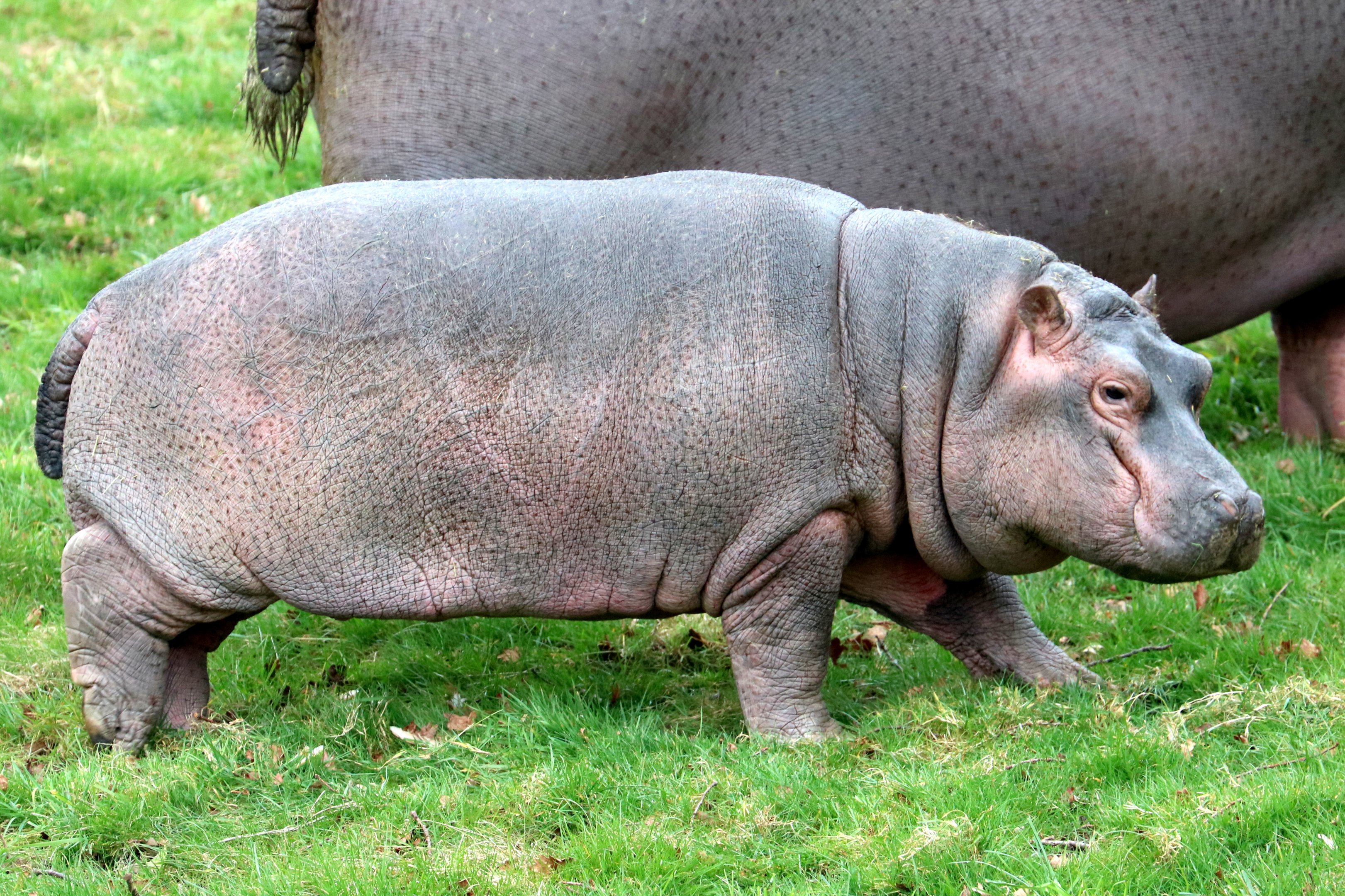 Young hippopotamus ("Hodor"); Whipsnade; 7th April 2018