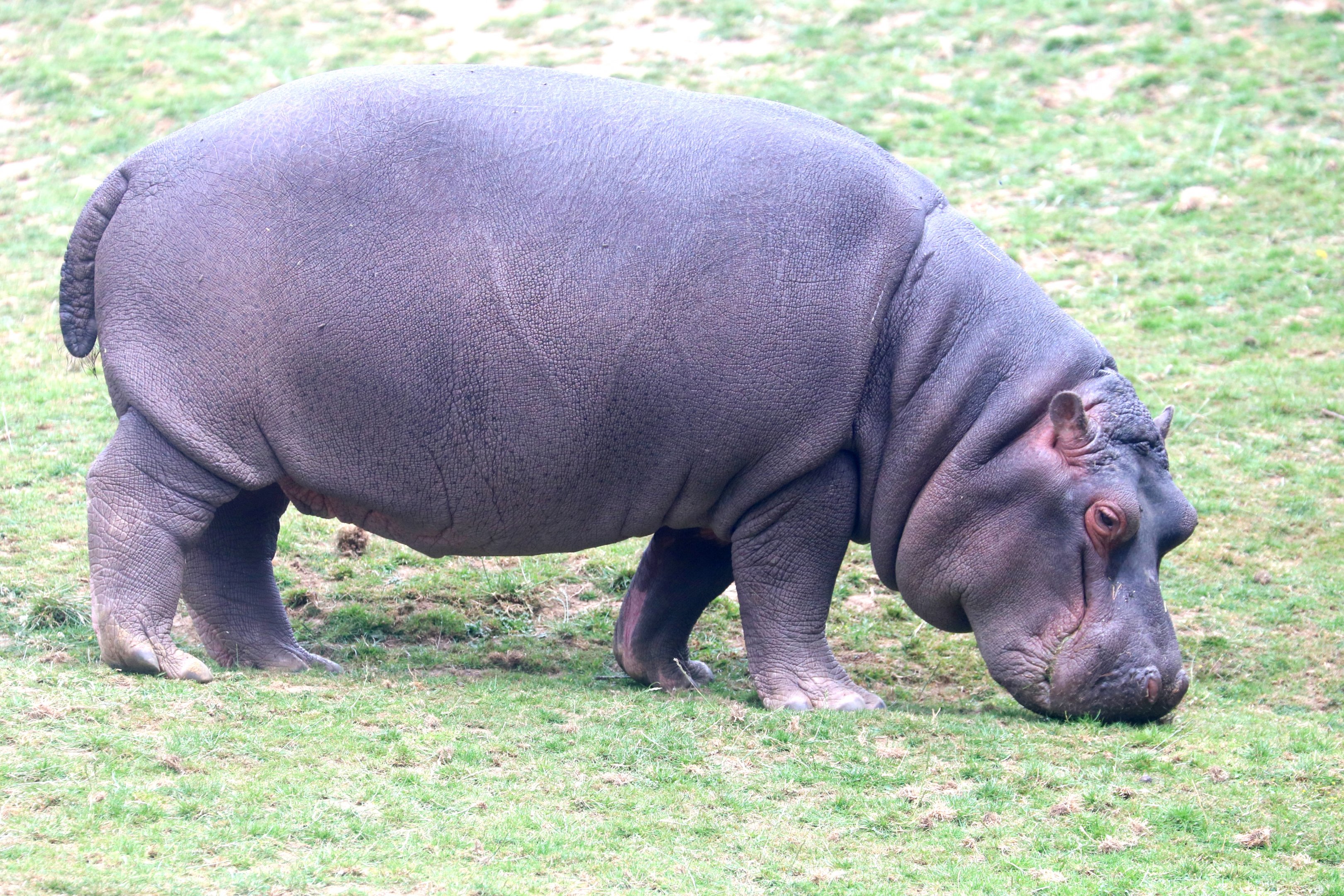 Young hippopotamus; Whipsnade; 13th July 2019