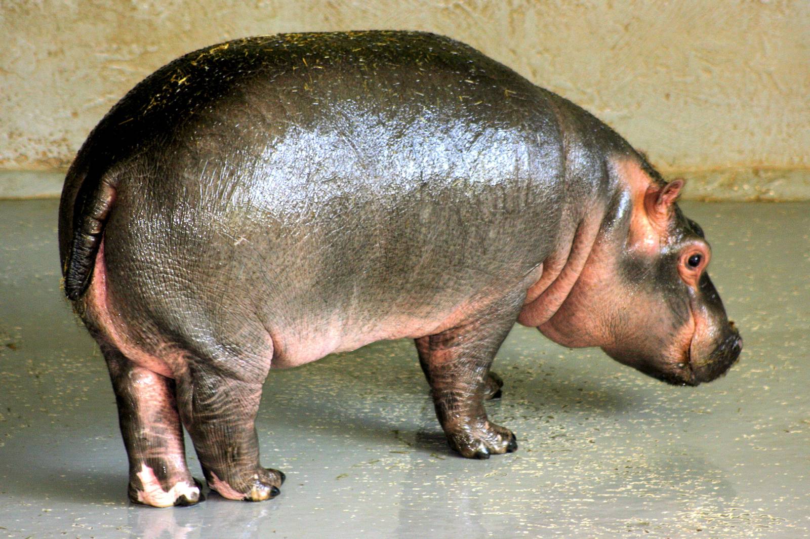 Young hippopotamus; Whipsnade; 19th April 2014