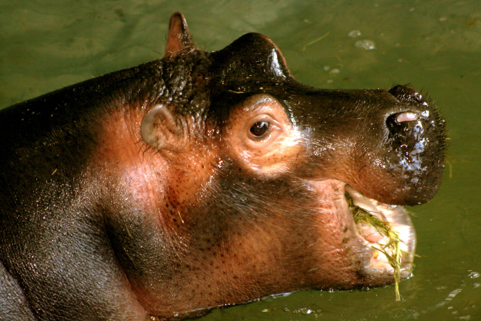 Young hippopotamus; Whipsnade; 20th March 2015