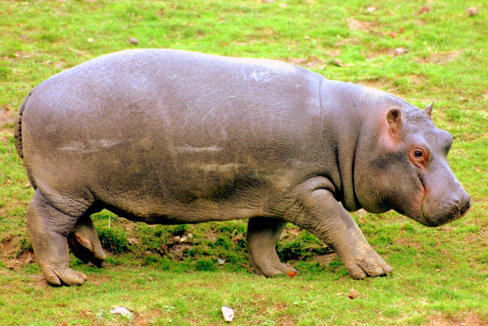 Young hippopotamus; Whipsnade; 22nd October 2014