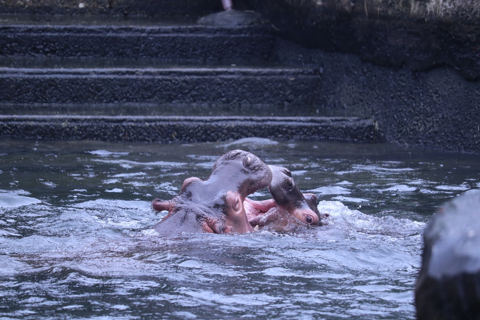Young Hippos playing