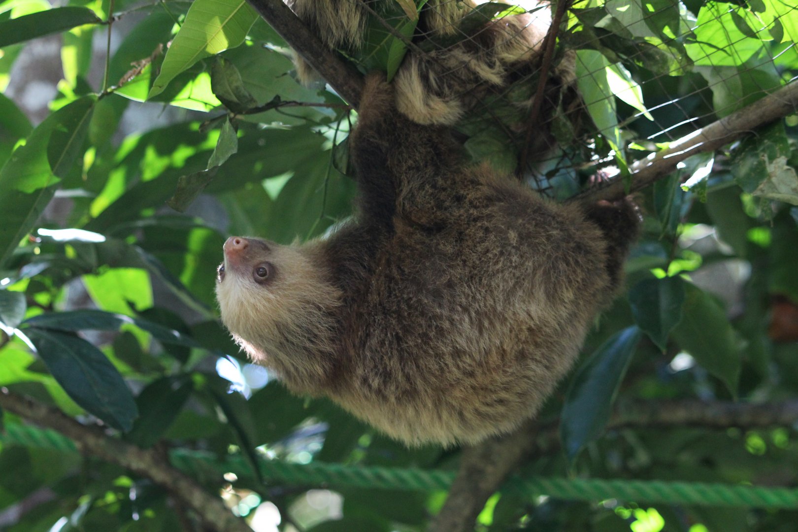 Young Hoffman's Two-toed Sloth