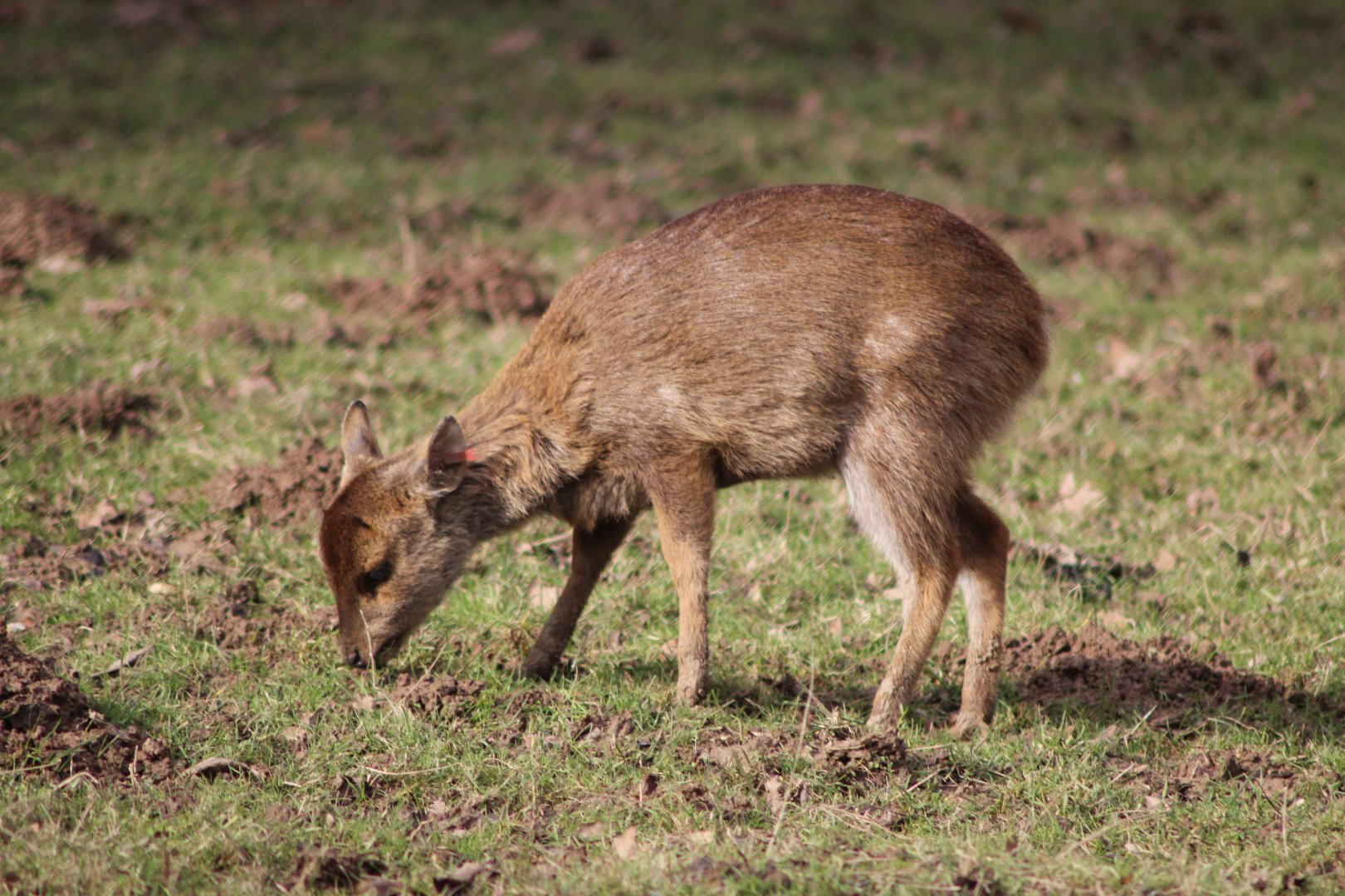 Young Hog Deer