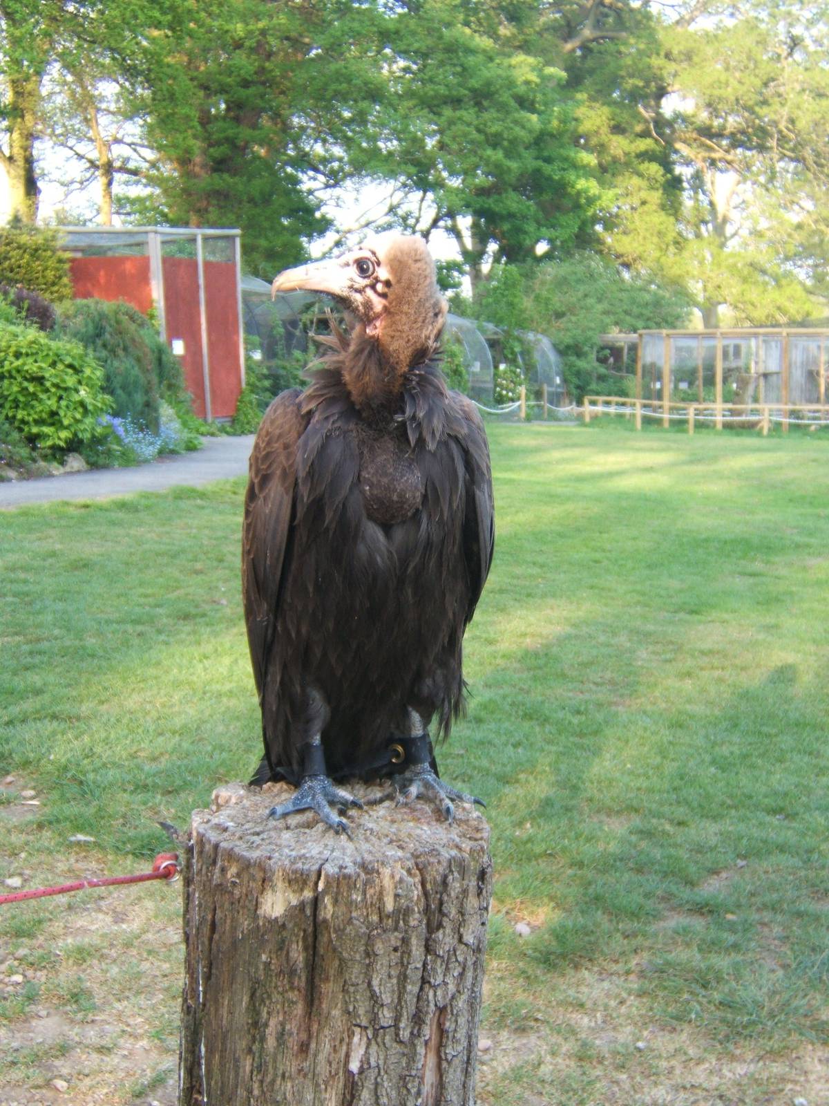 Young Hooded Vulture.