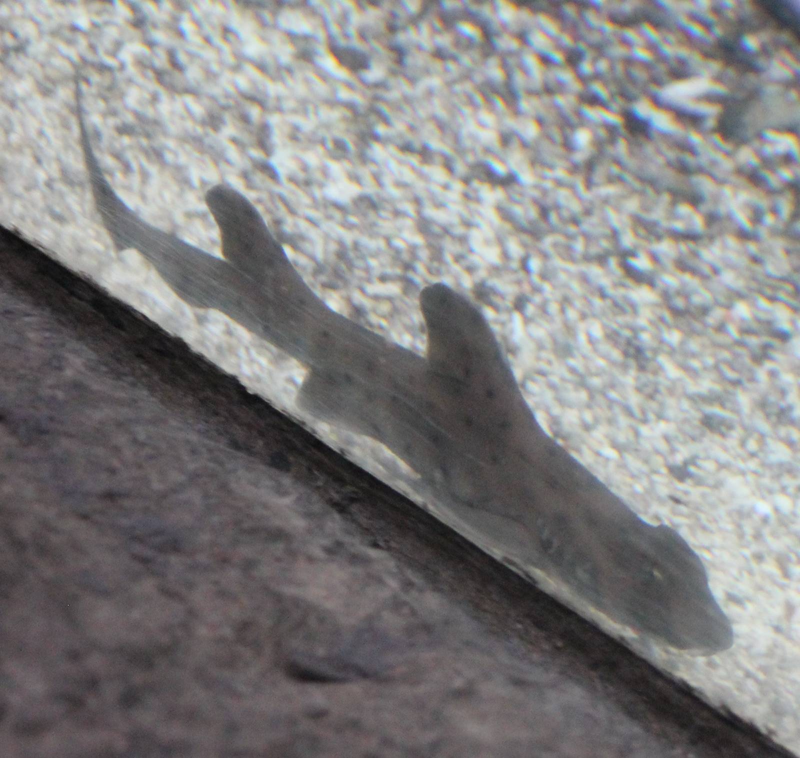 Young Horn shark