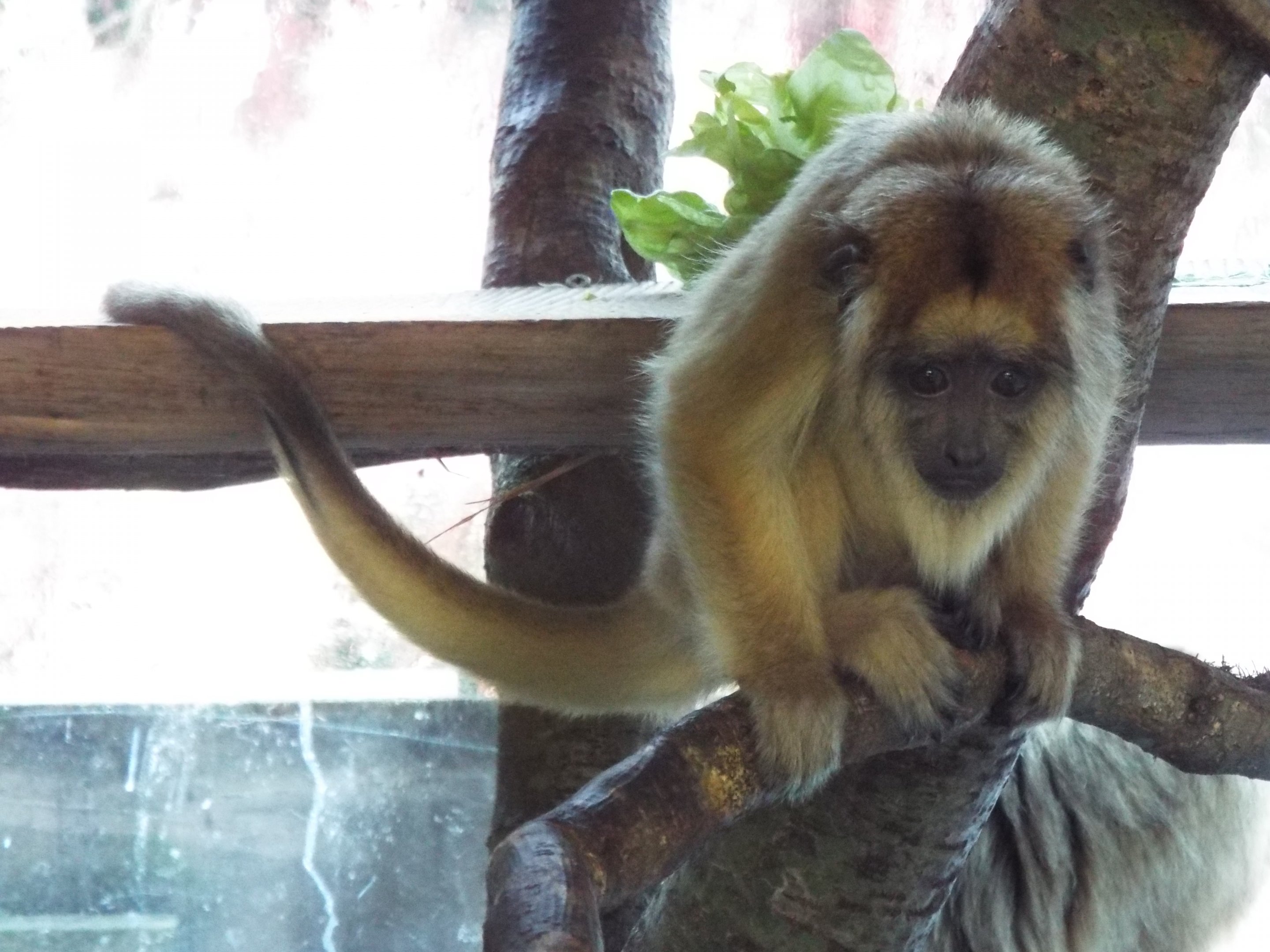 Young Howler Monkey Paignton Zoo