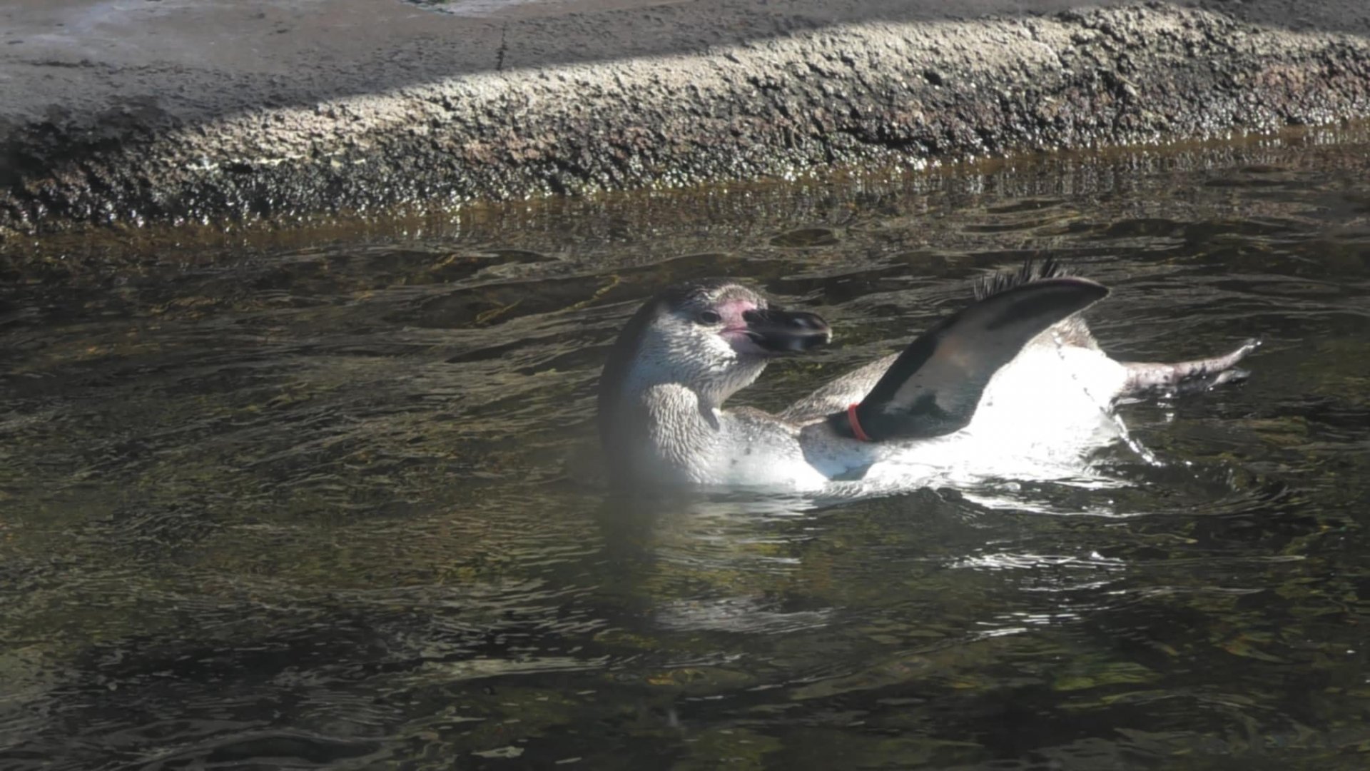 Young Humboldt penguin swimming