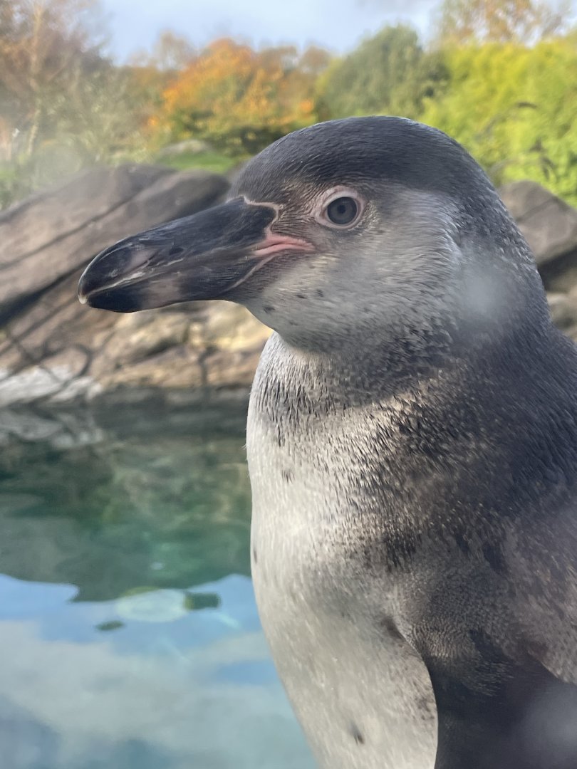 Young Humboldt Penguin