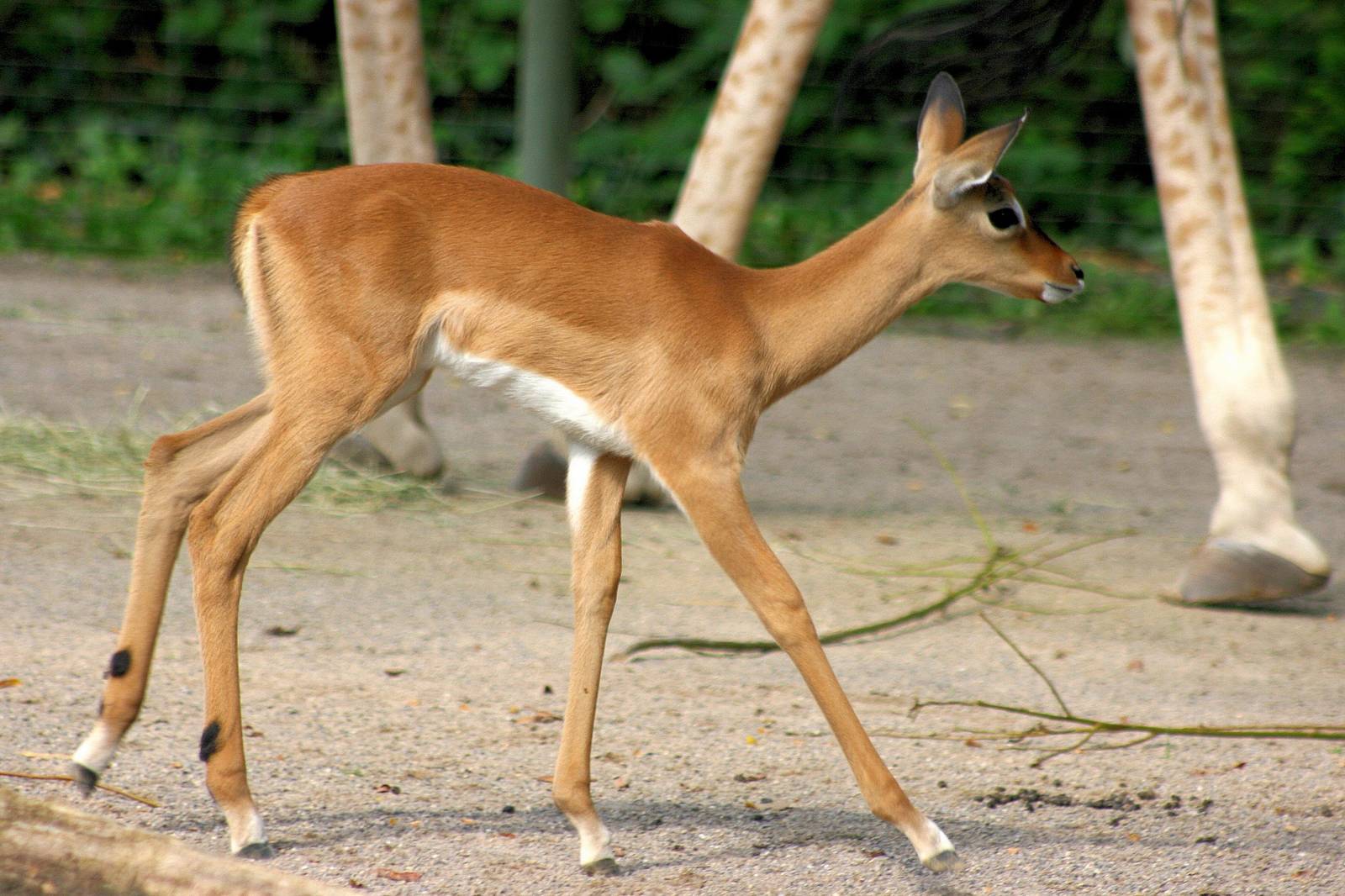 Young impala (in front of giraffe); Cologne; 5th September 2014