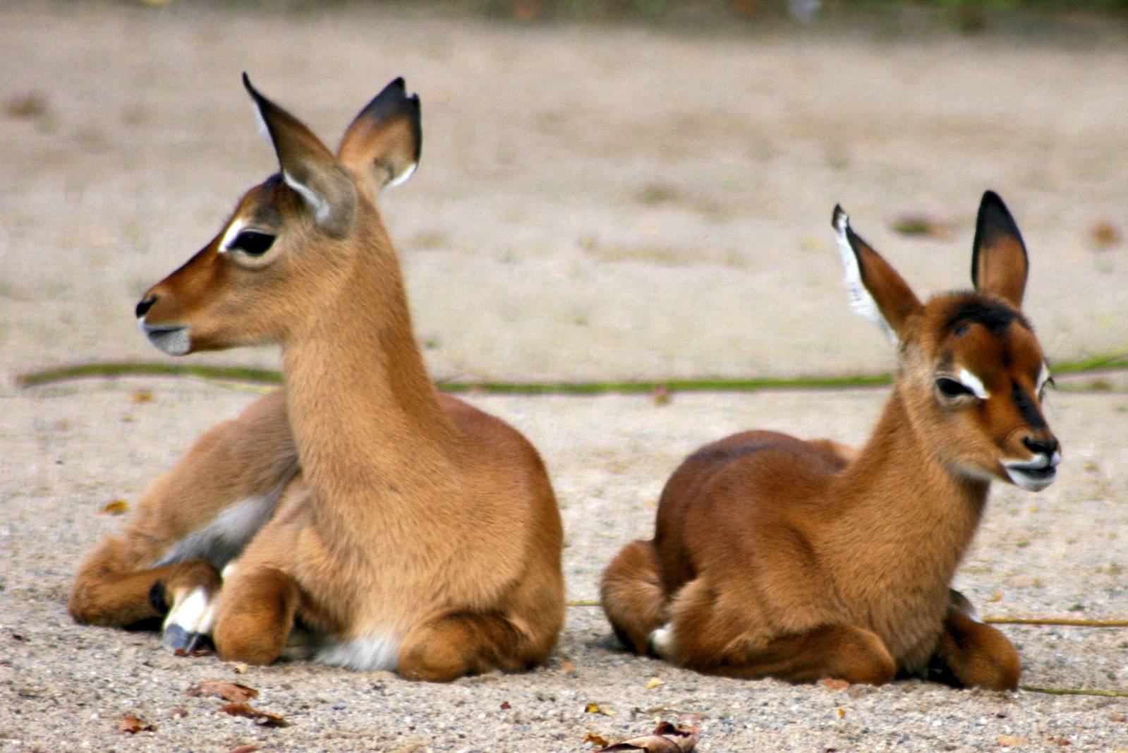 Young  impalas; Cologne; 5th September 2014