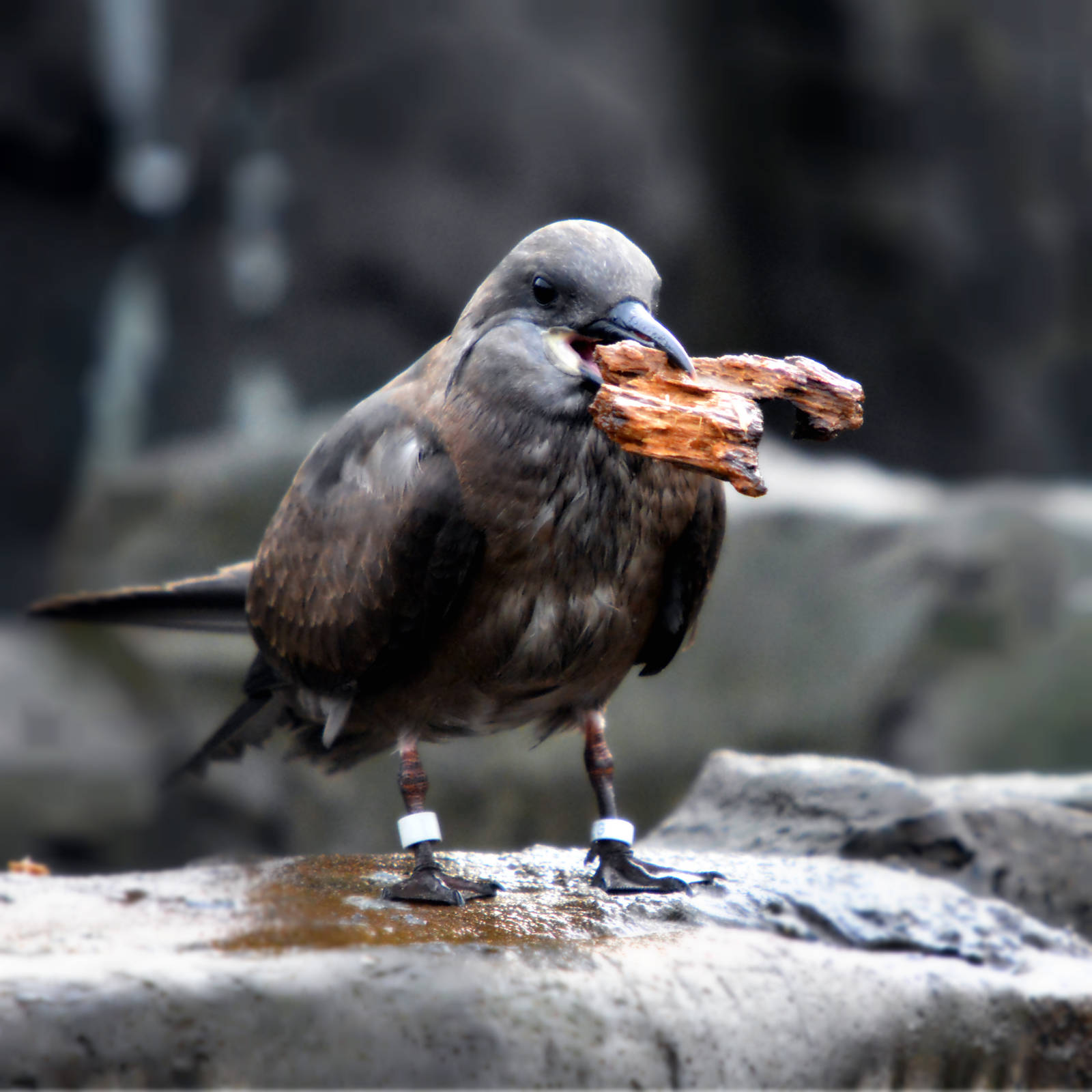 YOUNG INCA TERN
