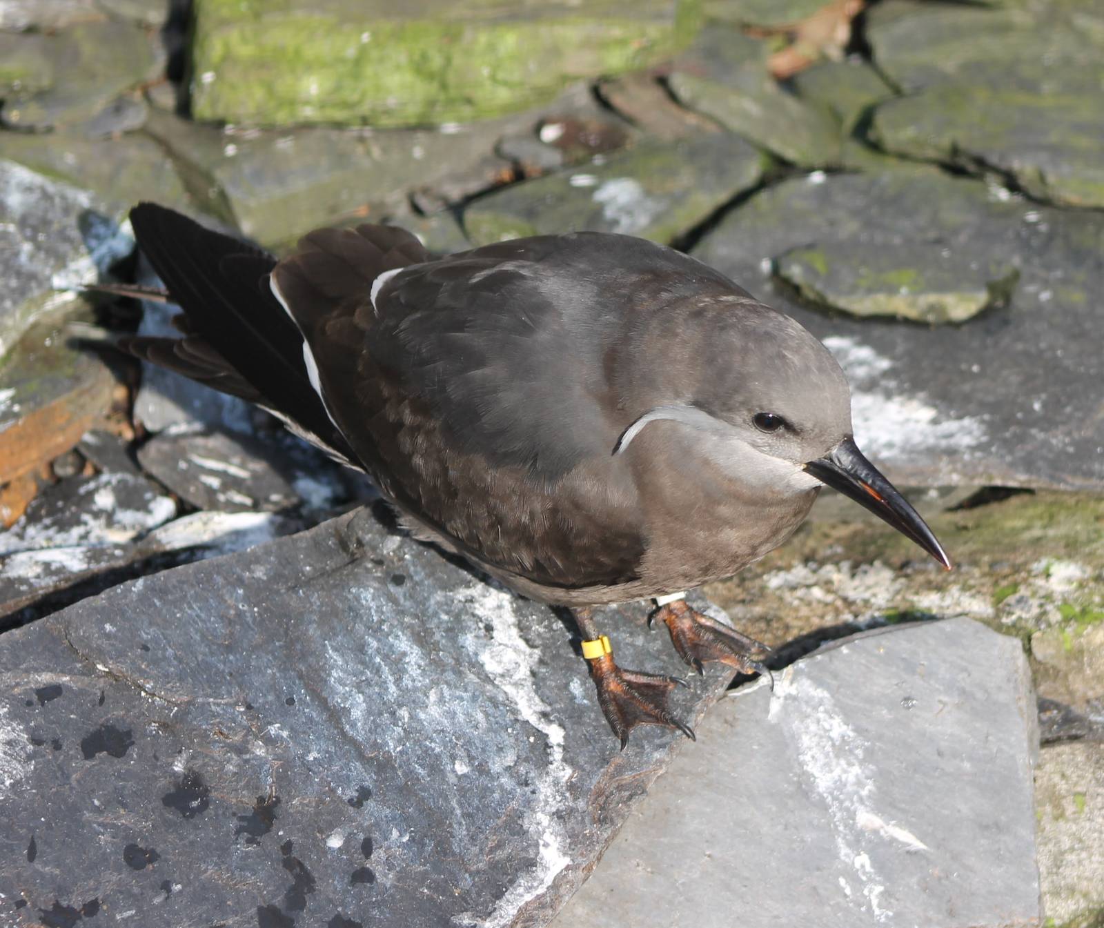 Young Inca tern