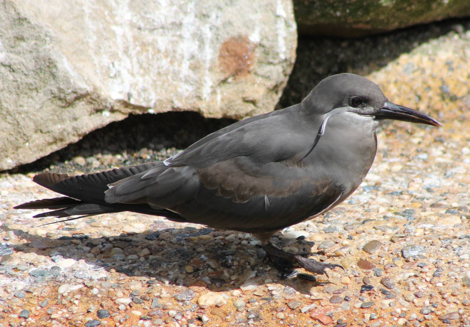 Young Inca tern