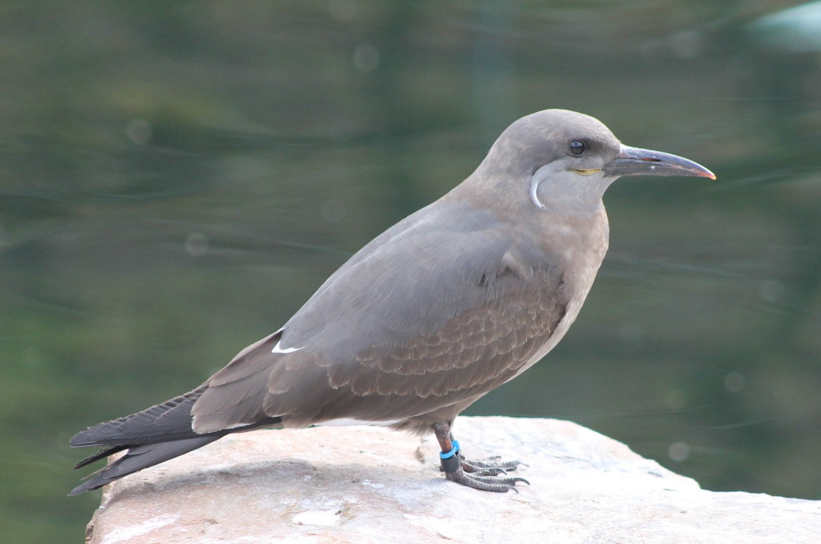 Young Inca tern