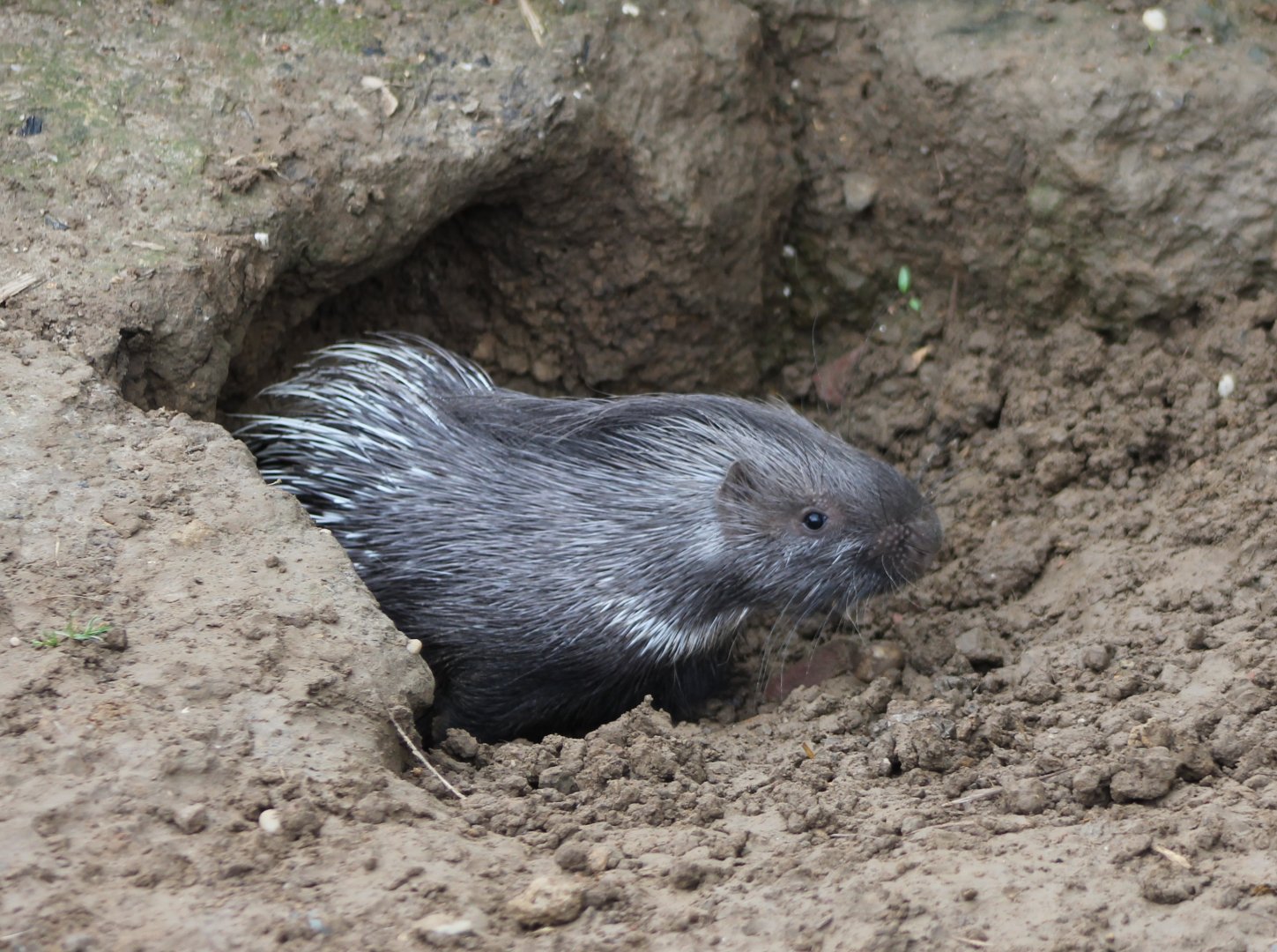 Young Indian crested porcupine