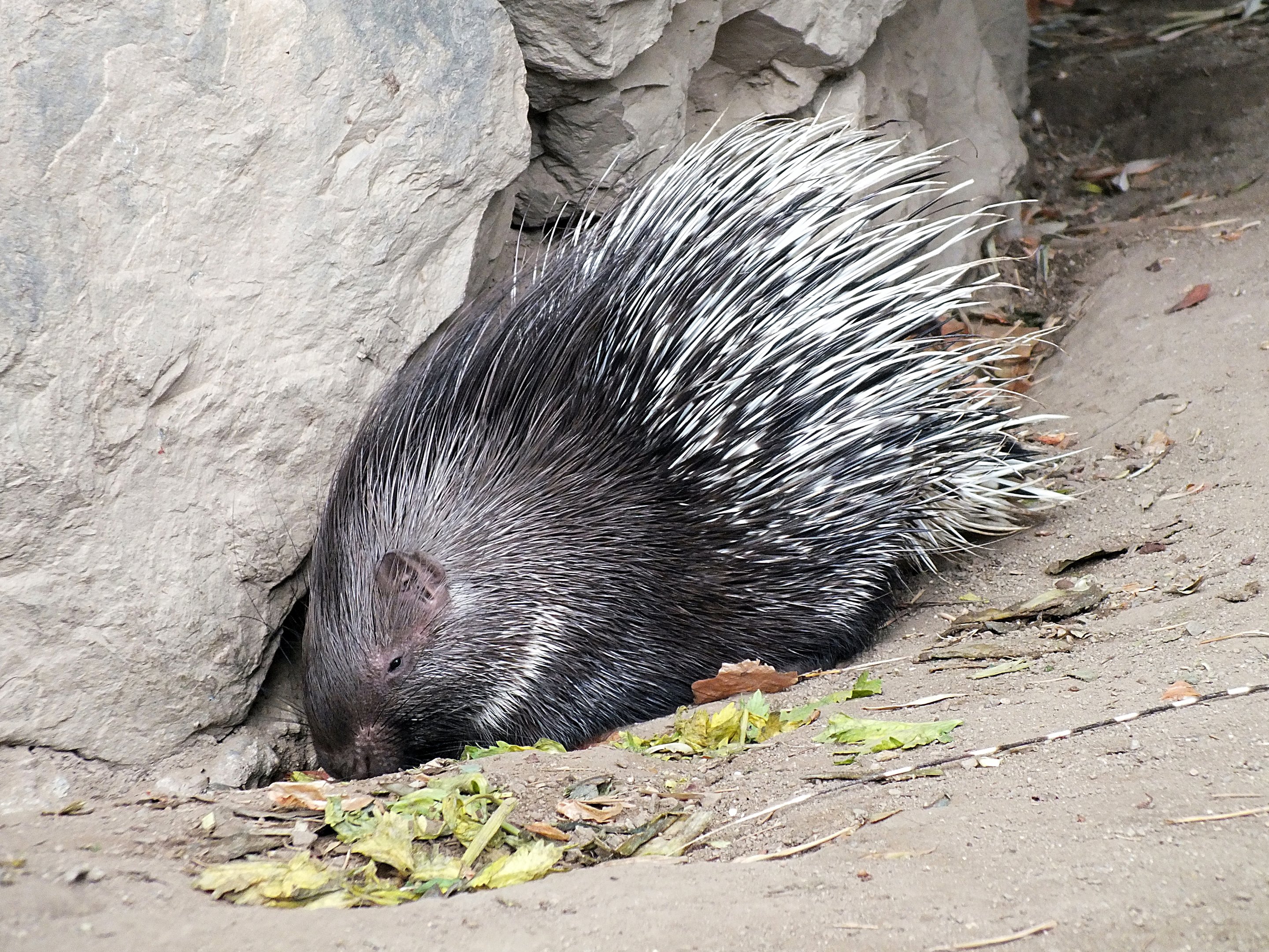 Young Indian crested porcupine