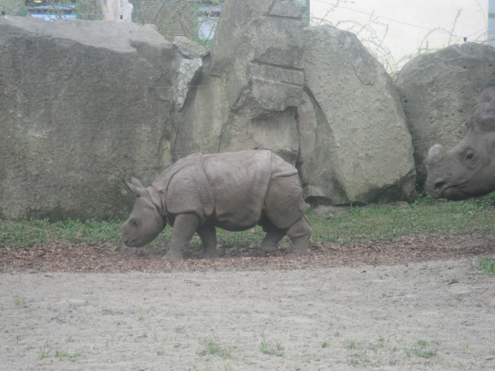 Young Indian Rhino (born December 2012)