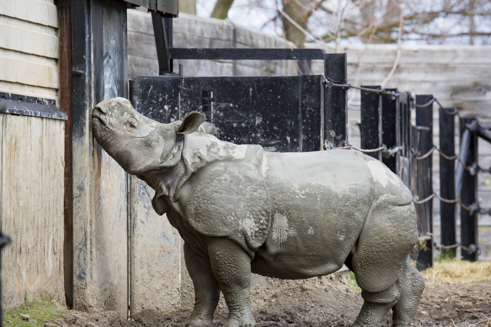 Young Indian Rhino