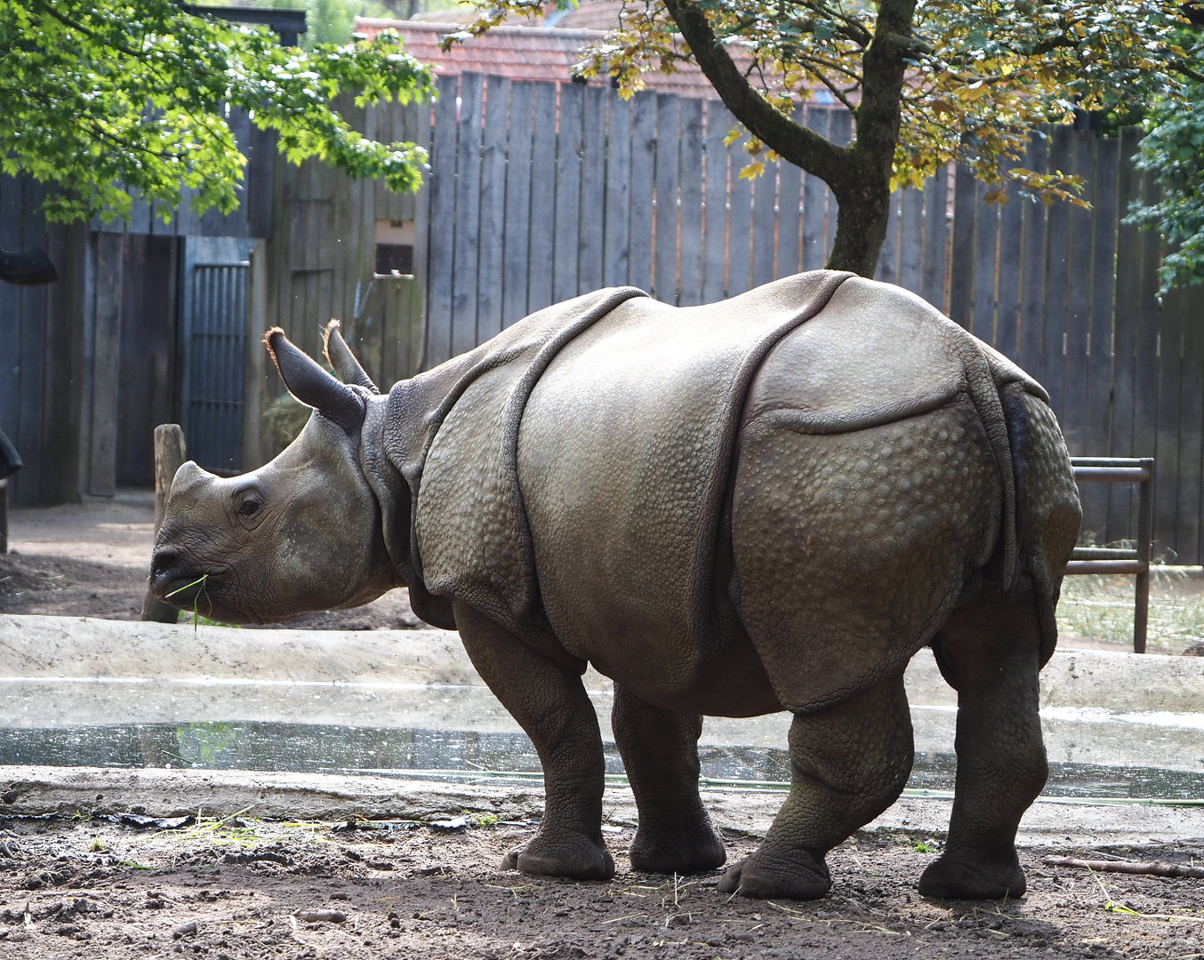 Young Indian rhinoceros (Rhinoceros unicornis) Vaiana, 2022-05-28