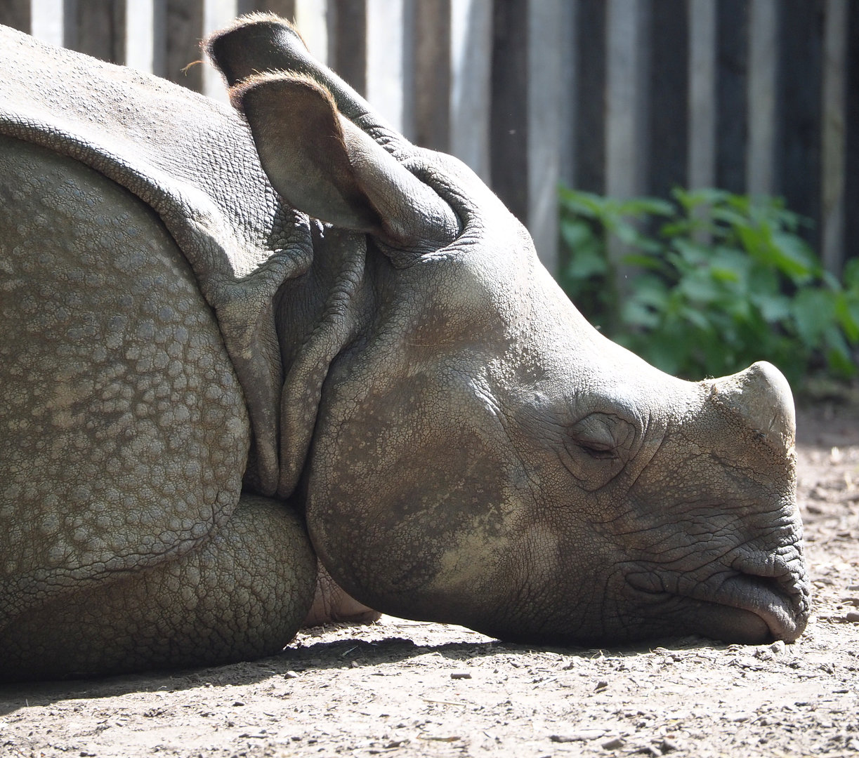 Young Indian rhinoceros (Rhinoceros unicornis) Vaiana, 2022-05-28