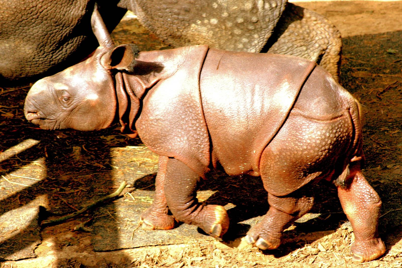 Young Indian rhinoceros; Whipsnade; 19th September 2015