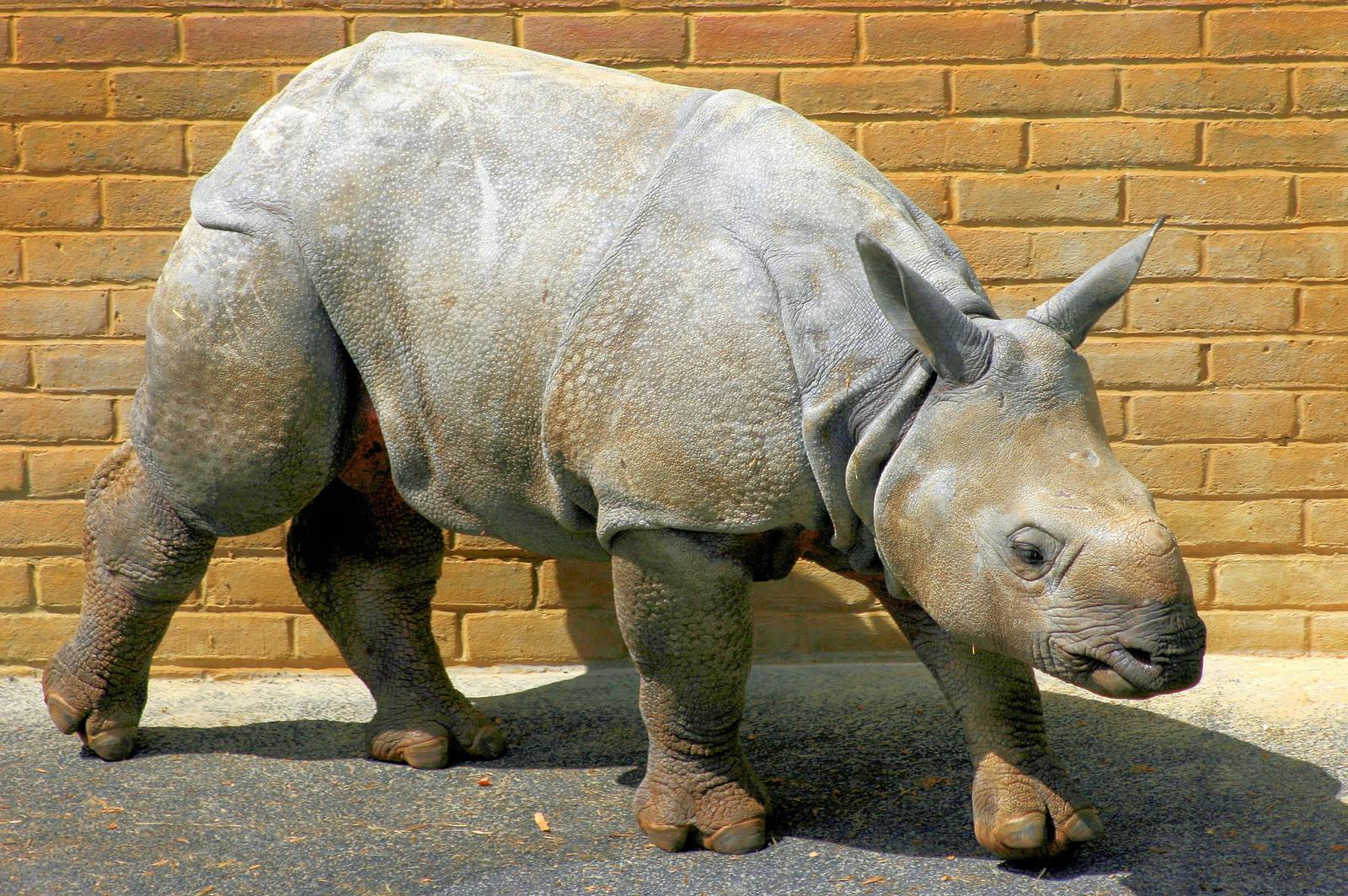 Young Indian rhinoceros; Whipsnade; 8th June 2013