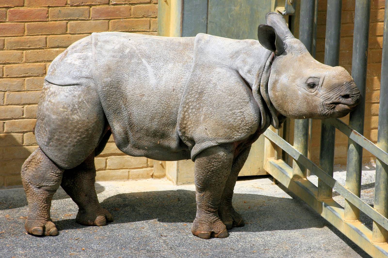 Young Indian rhinoceros; Whipsnade; 8th June 2013