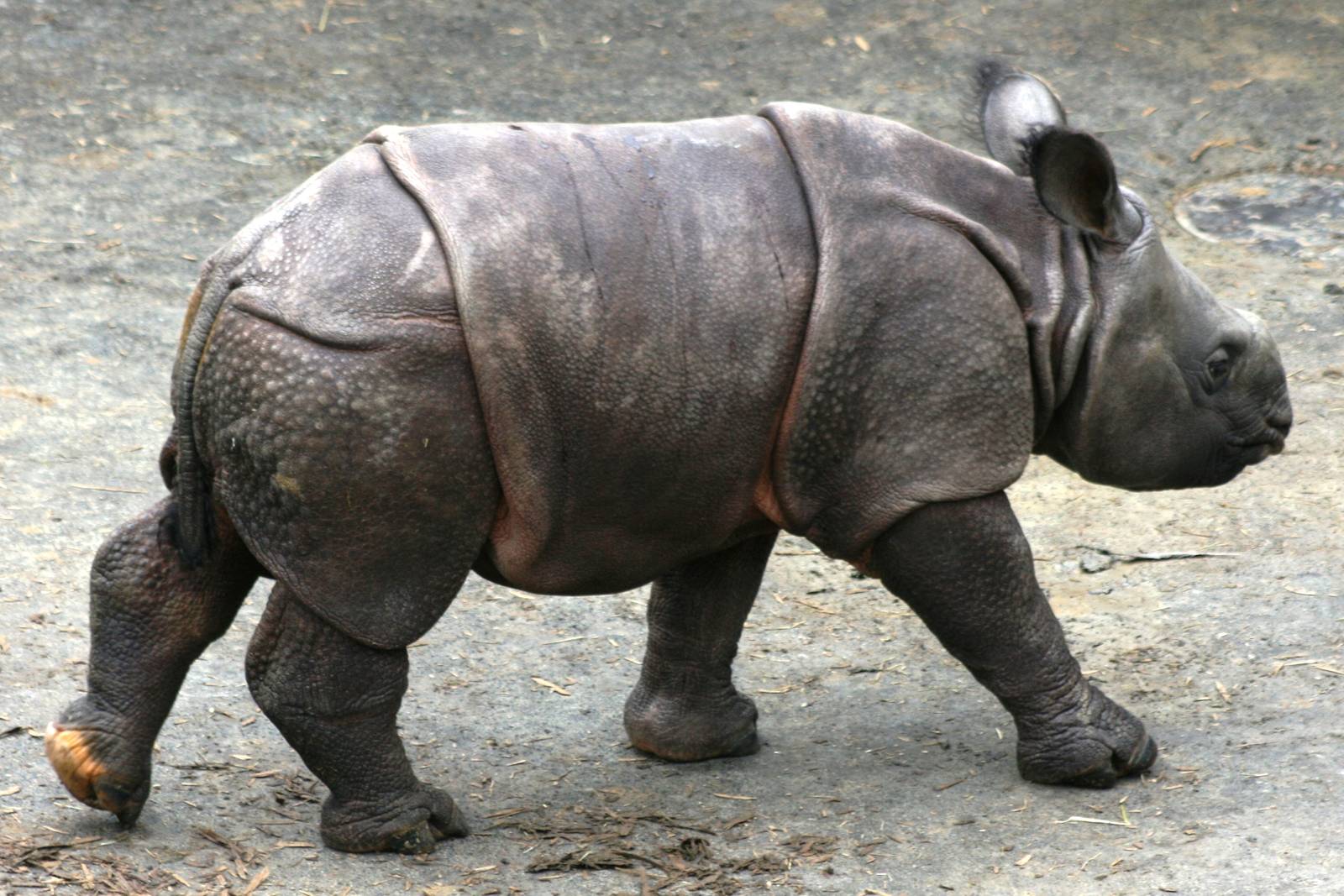Young Indian rhinoceros; Whipsnade; 9th October 2010