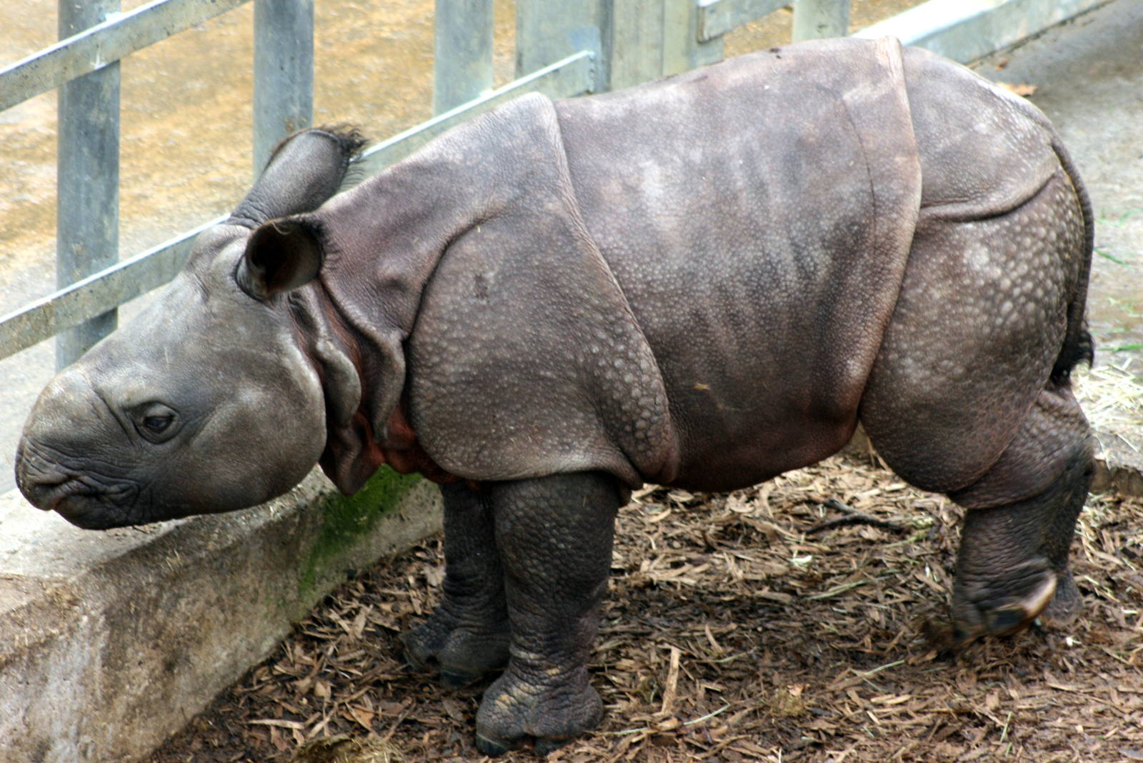 Young Indian rhinoceros; Whipsnade; 9th October 2010