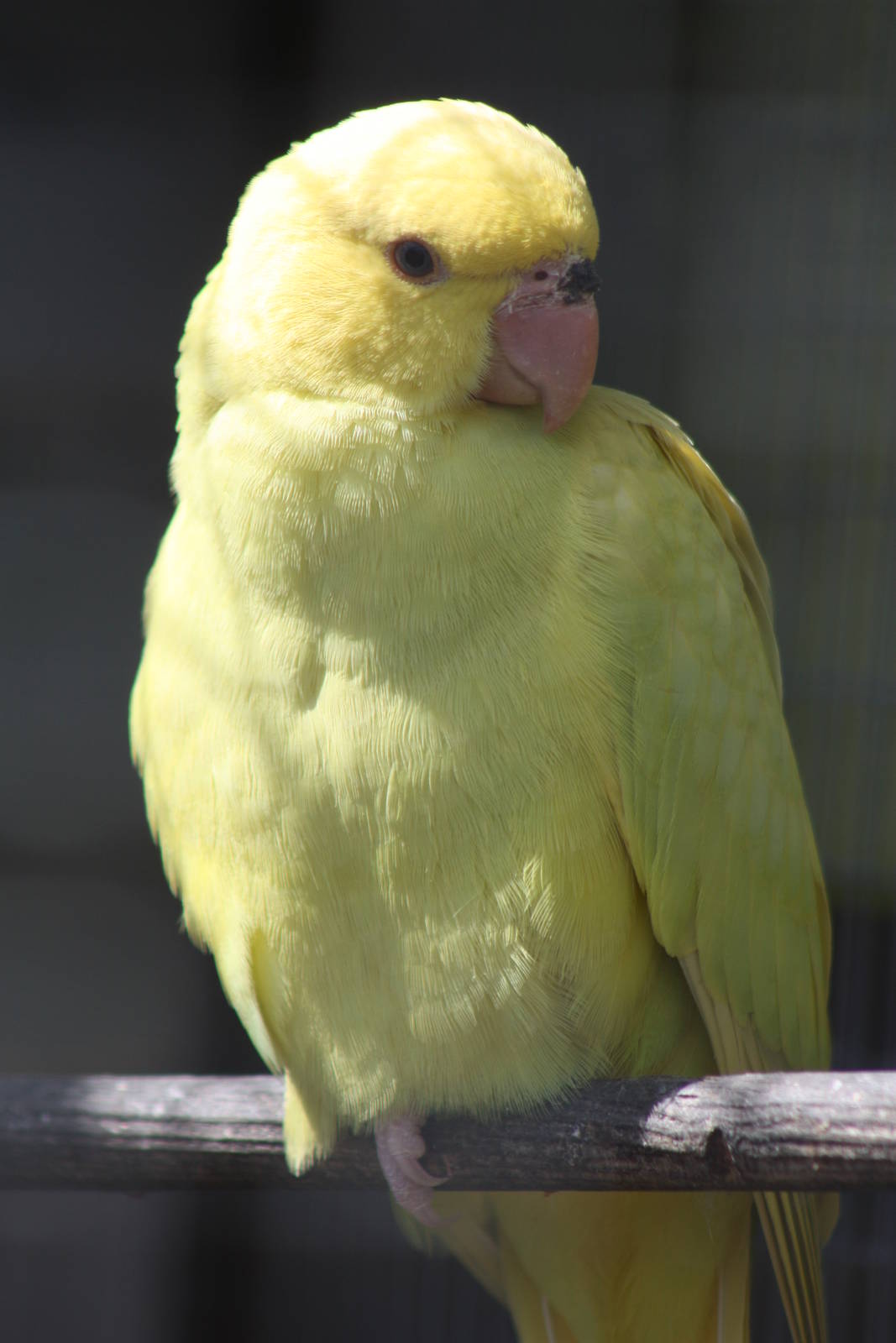Young Indian Ring-necked Parakeet, 19th June 2014