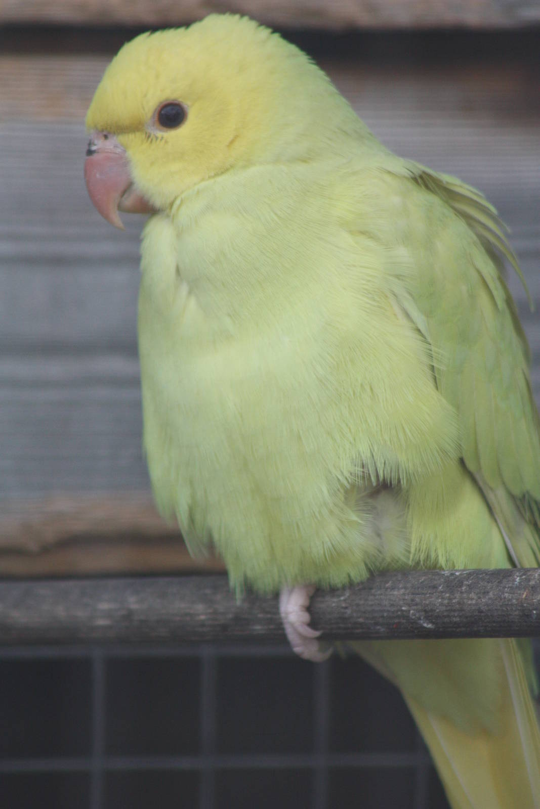 Young Indian Ring-necked Parakeet, 19th June 2014