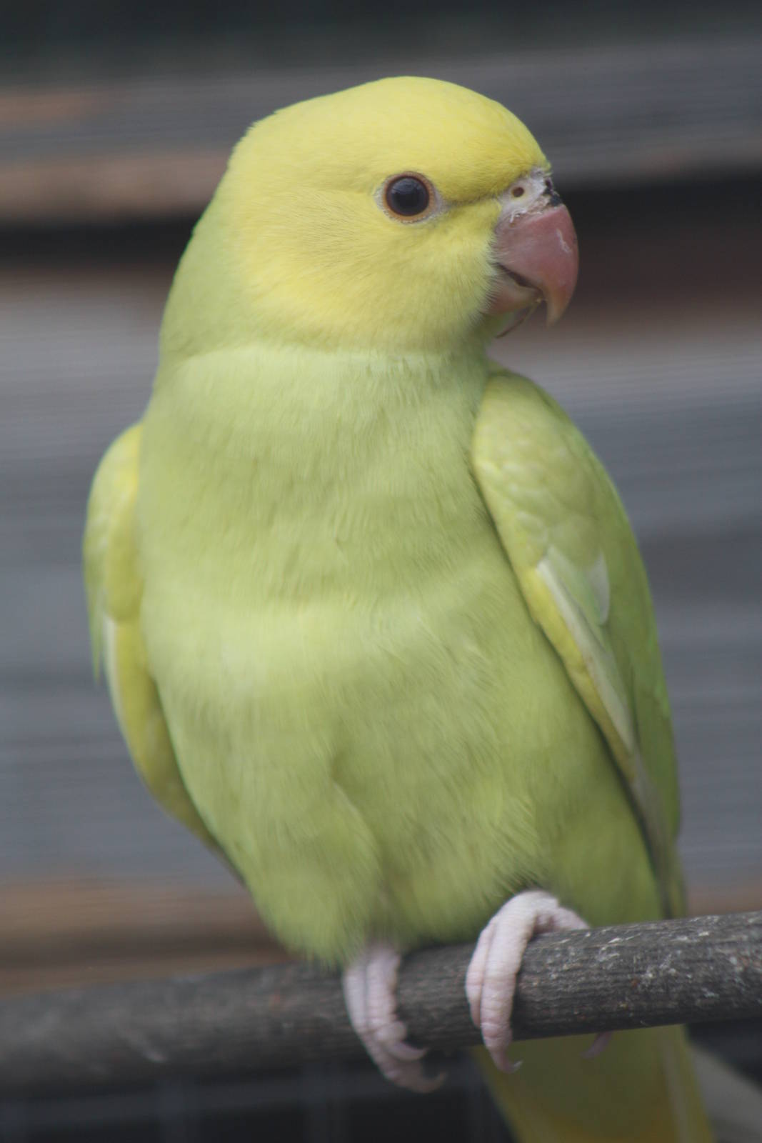 Young Indian Ring-necked Parakeet, 19th June 2014