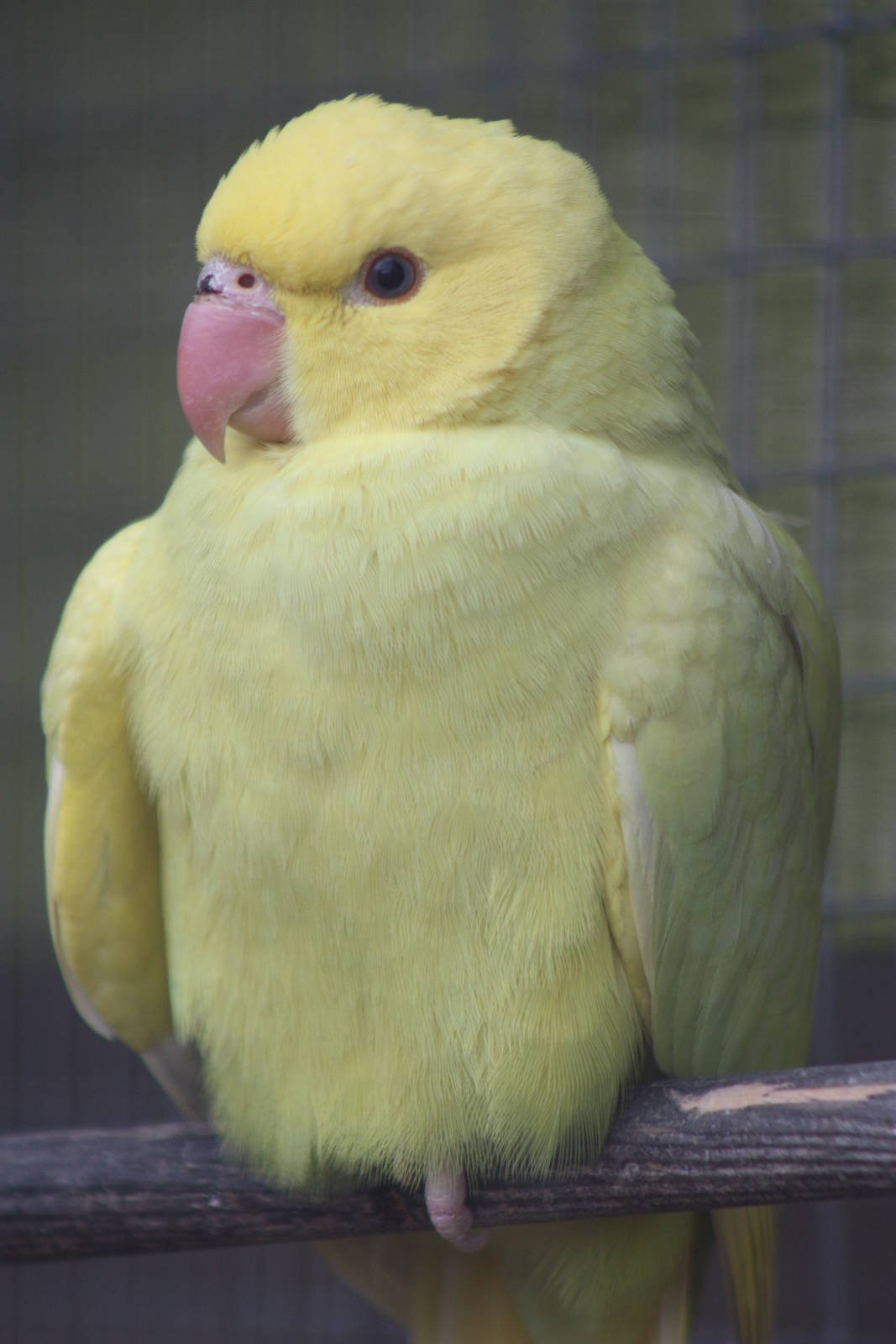 Young Indian Ring-necked Parakeet, 19th June 2014