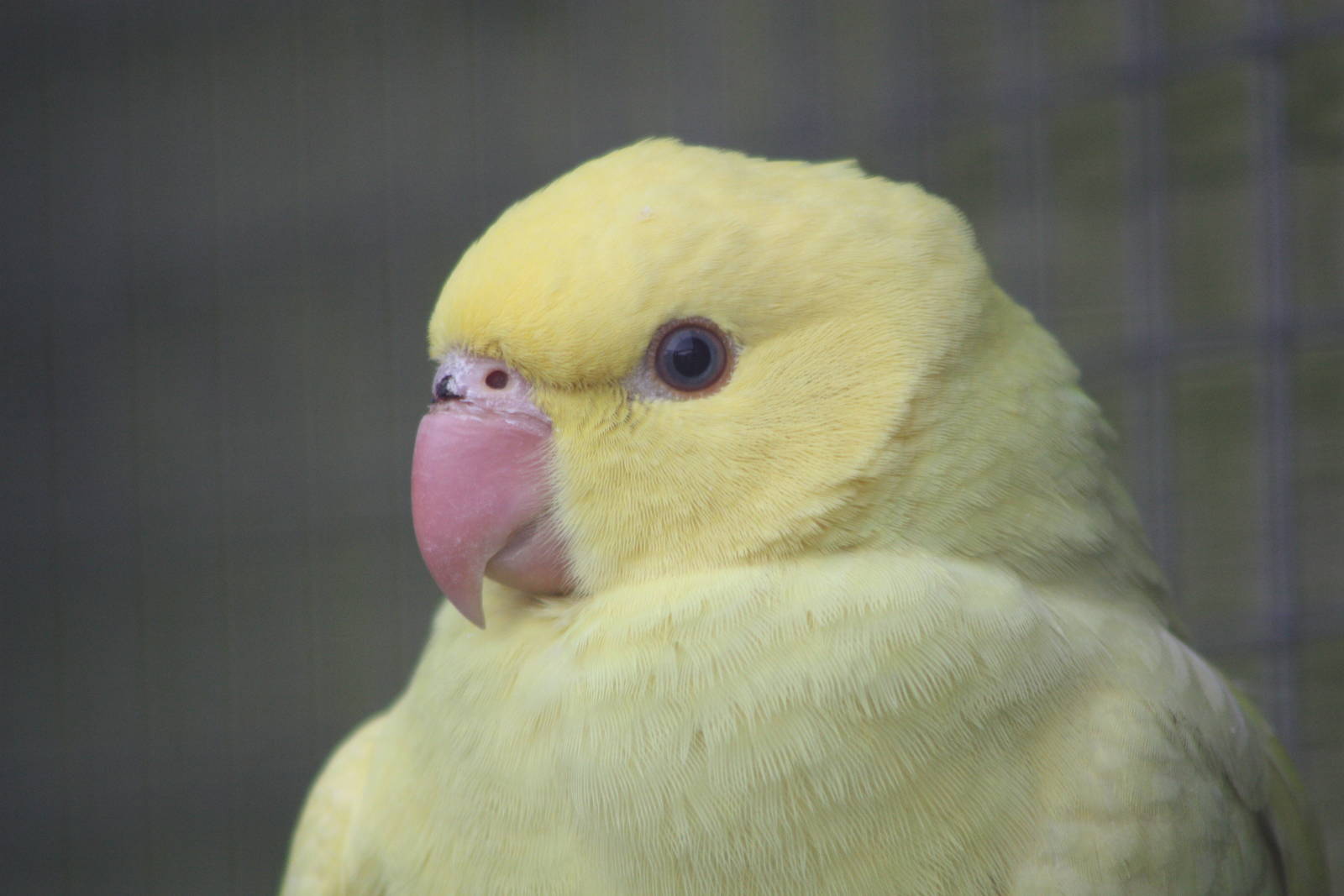 Young Indian Ring-necked Parakeet, 19th June 2014