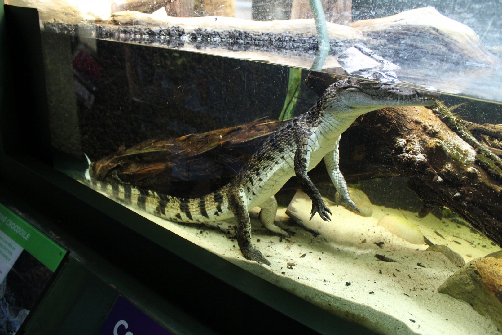 Young(ish) Philippine Crocodile