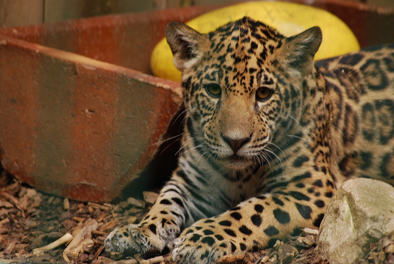 Young jaguar