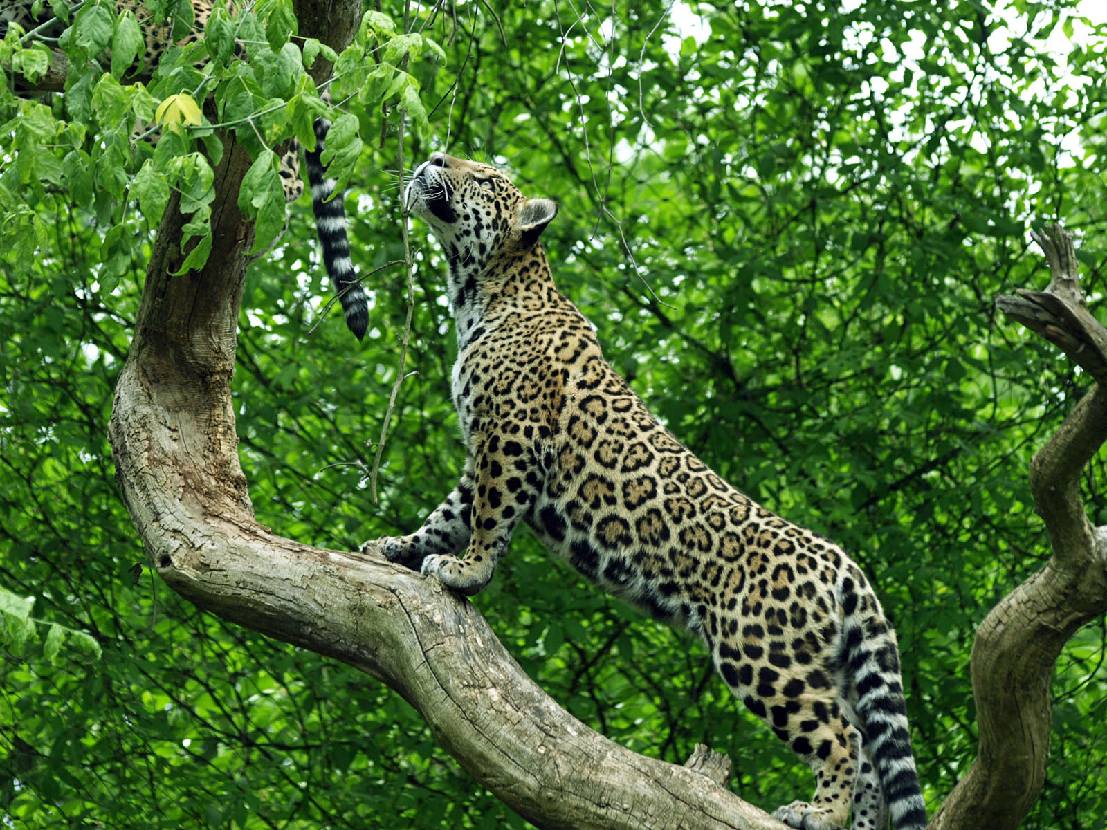 Young jaguar