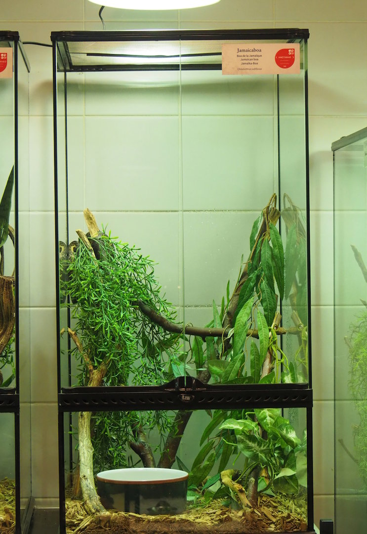 Young Jamaican boa terrarium,  2022-10-29