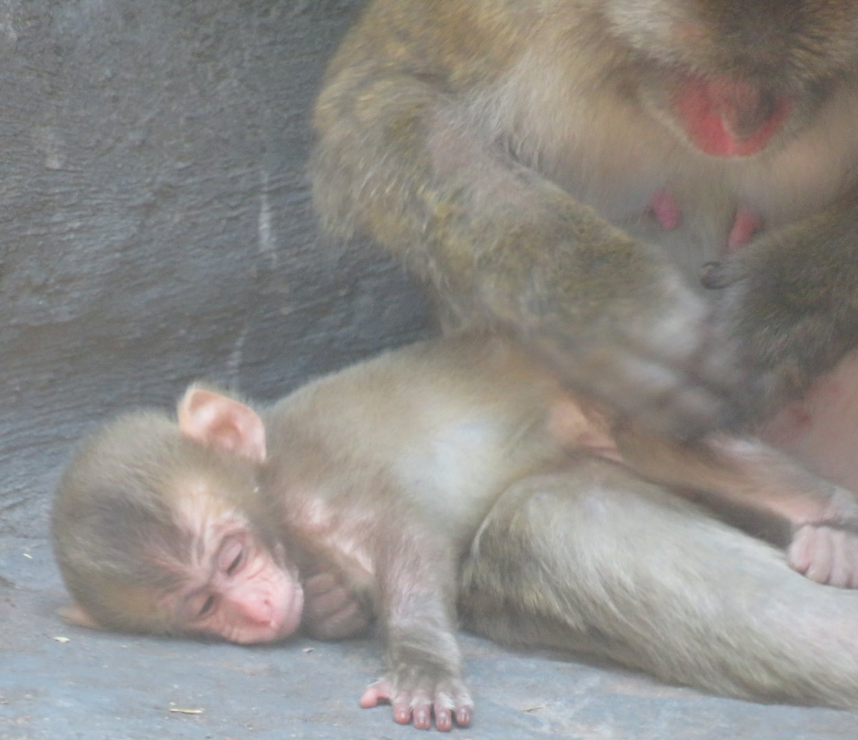 Young Japanese macaque getting groomed by mom