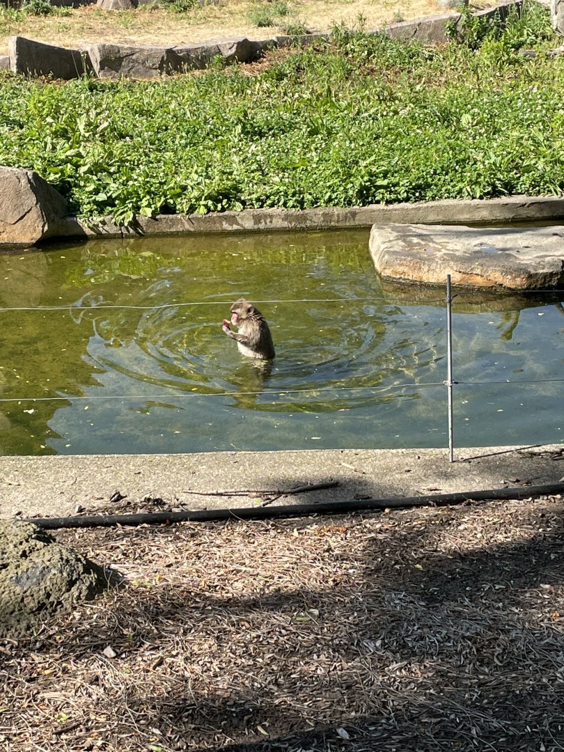 Young Japanese Macaque Wading (6/23/21)