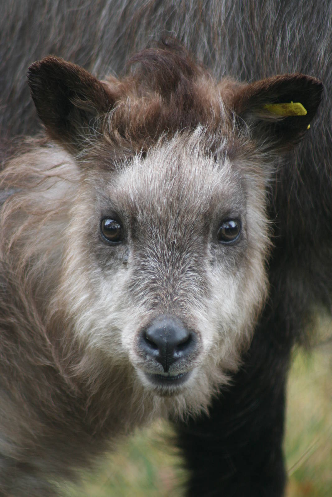 young Japanese Serow @ Highland Wildlife Park, 16.10.2012