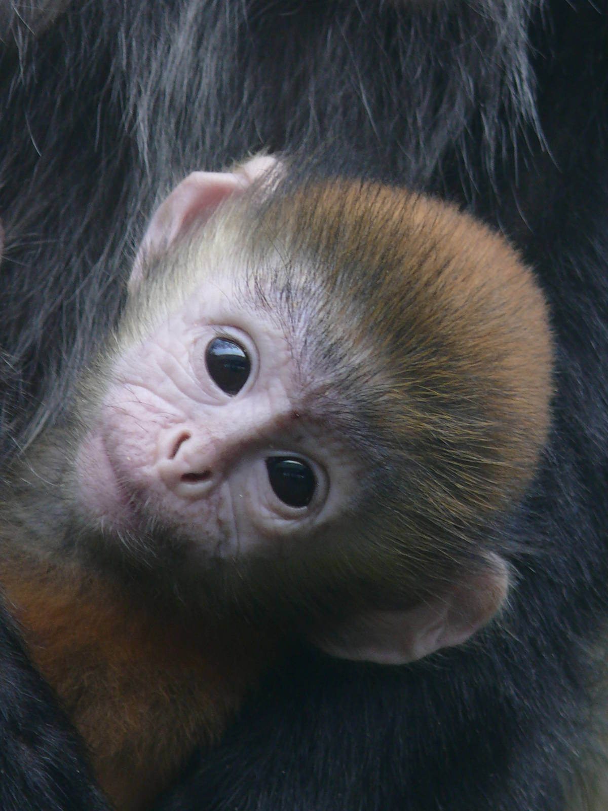 Young Javan langur (Trachypithecus auratus)